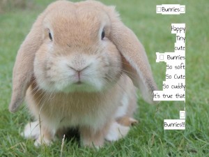 Bunnies (1)