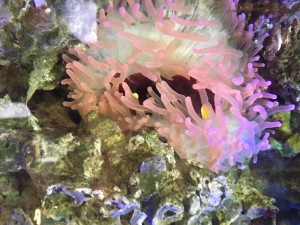 This is an anemone in one of the coral reef section's fish tanks